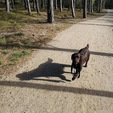 Malija